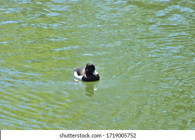 Image Of Up Of A Duck Swimming In A Moat