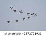 Image of ducks mid-flight, MO