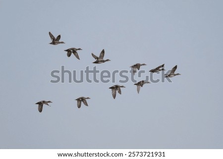 Image of ducks mid-flight, MO