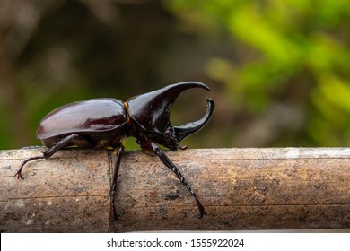 Image Dynastinae Rhinoceros Beetle Horn Beetle Stock Photo (Edit Now ...