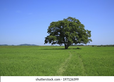 An Image Of Elm Trees