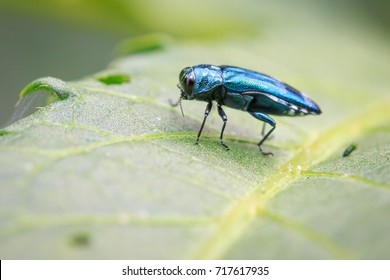 Image Of Emerald Ash Borer Beetle On A Green Leaf. Insect. Animal 