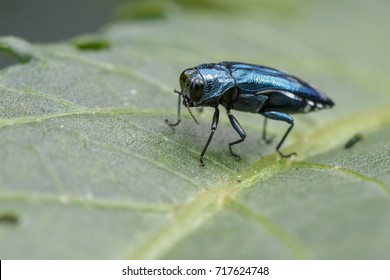 Image Of Emerald Ash Borer Beetle On A Green Leaf. Insect. Animal 