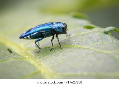 Image Of Emerald Ash Borer Beetle On A Green Leaf. Insect. Animal 