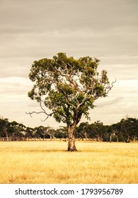 An image of a eucalyptus tree in an Australian landscape scenery