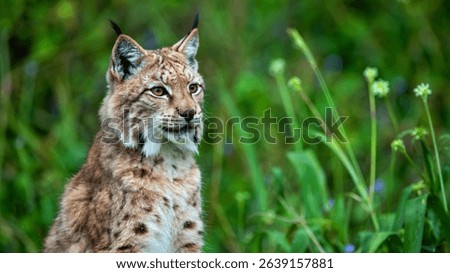 A image of Eurasian lynx