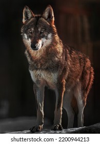 Image Of A Eurasian Wolf