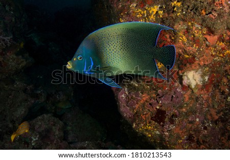 Image of the exotic and beautifully colored Koran Angelfish. Otherwise known as the Semicircled Angelfish taken in the Similan Islands in Thailand.