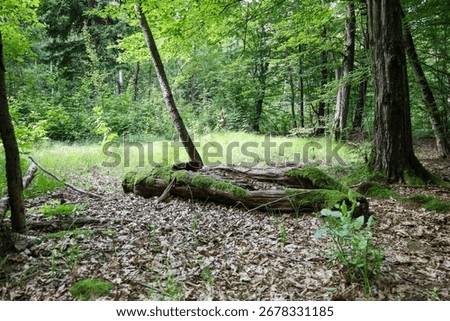 ​An image of a fallen tree covered in moss in the foreground, set against a backdrop of bright green grass and a forest. The contrasting textures of old wood and new greenery create a sense of the ete