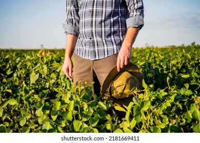 Image Of Farmer Standing In His Growing  Soybean Field  .