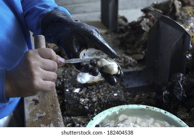 An image of Farming of oysters