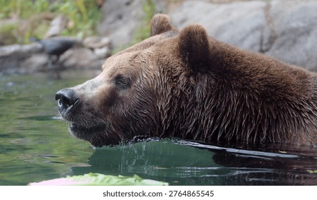 The image features a brown bear, likely a grizzly bear, swimming in the water. 