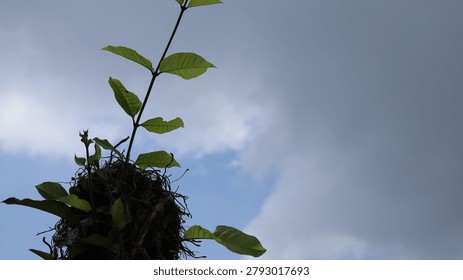 The image features a close up view of a young plant growing atop a small mound or soil clump, with its green leaves reaching upward