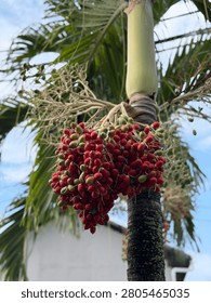 The image features a close-up, low-angle shot of a palm tree trunk laden with a large, dense cluster of fruit.