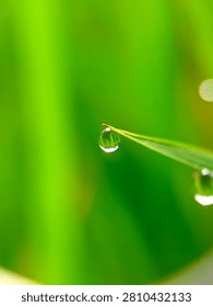 The image features a close-up, macro shot of a crystal-clear raindrop or dewdrop clinging to the very tip of a vibrant green blade of grass