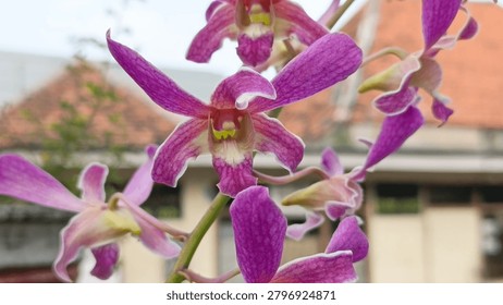 The image features a close-up shot of a cluster of vibrant orchid flowers in full bloom. The primary focus is on a single orchid positioned near the center of the frame, showcasing its intricate anatomy against a softly blurred background.