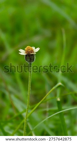 The image features a close-up, vertical shot of a Tridax procumbens, commonly known as coatbuttons or tridax daisy. The flower is the central focus, perched atop a long, slender, and hairy green stem that extends from the bottom of the frame.
​The flower head is relatively small and displays a classic composite structure. At its center is a dense, golden-yellow cluster of tubular disc florets. Surrounding this center are a few short, creamy-white ray florets with notched edges, giving the bloom a delicate, star-like appearance. Below the petals, the green involucral bracts are visible, covered in fine, white hairs that catch the light.
​The background is a soft, out-of-focus blur of vibrant green foliage and grass, creating a beautiful bokeh effect. This shallow depth of field ensures that the tiny flower stands out sharply against the natural environment. The lighting appears natural and diffused, highlighting the intricate textures of the petals and the fuzziness of the stem. The overall composition is minimalist and serene, capturing the simple beauty of a common wildflower often found in tropical and subtropical regions.