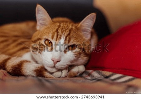 The image features a close-up view of an orange tabby cat resting on a soft, cozy surface. The cat has white markings on its face and paws, and it lies with its head gently placed on its front legs, giving a calm and peaceful impression. Its fur appears warm and fluffy, and the background is softly blurred, keeping the focus on the cat’s relaxed expression. At the bottom of the image, a small interface overlay shows icons related to tags, viewers, and a recording indicator.