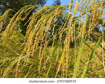 The image features a close-up view of a rice plant within an outdoor setting.