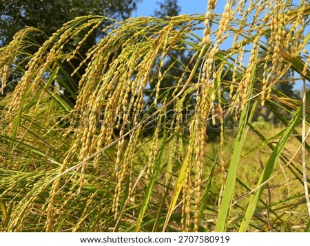 The image features a close-up view of a rice plant within an outdoor setting.