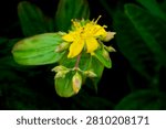 The image features a close-up view of a single, vibrant yellow wild flower, likely found on Wugong Mountain in Jiangxi, China. The flower has five prominent, somewhat irregularly shaped petals with serrated edges, and a central cluster of many stamens tipped with yellow anthers. Numerous small water droplets cling to the petals and the surrounding leaves, suggesting a recent rain or a humid environment. Several buds, some beginning to unfurl, are visible beneath the open bloom, indicating the plant