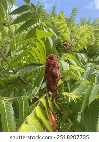 The image features a close-up view of a vibrant, reddish-brown sumac flower cluster surrounded by lush green leaves under a bright blue sky.