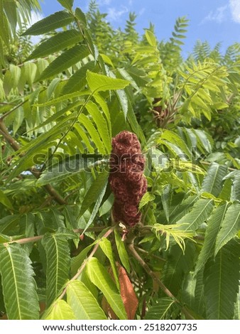 The image features a close-up view of a vibrant, reddish-brown sumac flower cluster surrounded by lush green leaves under a bright blue sky.