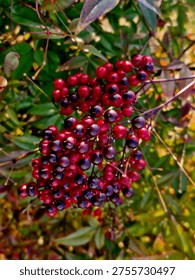The image features a cluster of bright red and purplish-black berries, likely from a Red Elderberry (Sambucus racemosa) plant. 