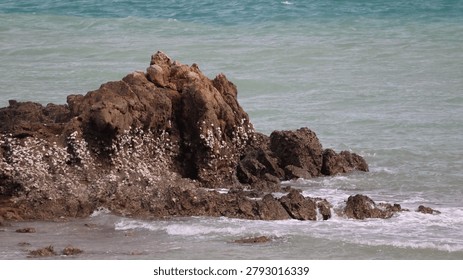 The image features a cluster of large, rugged rocks partially submerged in the shallow waters of a beach. The rocks are uneven and weathered, with some areas covered in small barnacles or shells