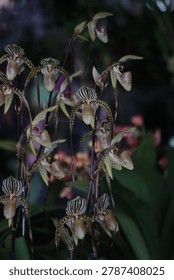 The image features a cluster of multi floral Paphiopedilum orchids, popularly known as Lady Slipper orchids due to their unique pouch-shaped lip.