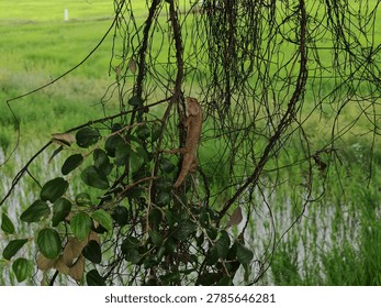 The image features a delicate dragonfly resting on a tree branch over a water body in a lush, green environment, highlighting the beauty of natural outdoor ecosystems.