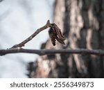 Image features a dried, curled leaf clinging to a thin branch, set against a blurred natural background. The muted tones and shallow depth of field evoke a sense of stillness and transition, capt