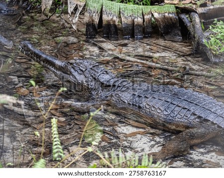 The image features a False Gharial (Tomistoma schlegelii), a large freshwater crocodilian. Habitat: Primarily inhabits rivers, swamps, and lakes in Borneo, Sumatra, and Peninsular Malaysia.  Diet: Its narrow, elongated snout is adapted for catching fish, though it is also known to consume other small prey.  Appearance: It is distinguished by its exceptionally long, thin snout and can grow to lengths of up to 5 meters.  Conservation Status: Classified as Endangered on the IUCN Red List due to habitat loss, with fewer than 2,500 individuals believed to remain in the wild. 
