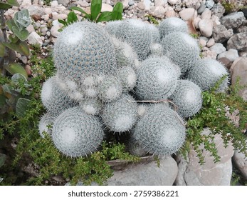 The image features a large clumping cactus, likely a variety of Mammillaria (often called 