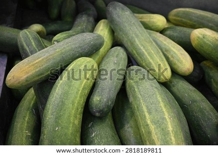 The image features a large quantity of plump, oblong cucumbers layered thickly on top of one another. The cucumbers display a natural gradient color, transitioning from a deep forest-green to a lighter yellowish-green, with faint pale yellow vertical stripes running along their skin. The skin appears slightly textured, matte, and firm, showing a light natural dusting typical of fresh farm harvest.