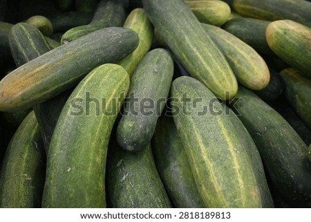 The image features a large quantity of plump, oblong cucumbers layered thickly on top of one another. The cucumbers display a natural gradient color, transitioning from a deep forest-green to a lighter yellowish-green, with faint pale yellow vertical stripes running along their skin. The skin appears slightly textured, matte, and firm, showing a light natural dusting typical of fresh farm harvest.
