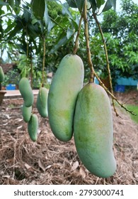 The image features a mango tree with several green mangos hanging from its branches. The tree is surrounded by lush green leaves, and there appears to be a body of water in the background, suggesting a natural setting.