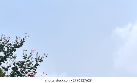 The image features a minimalist composition dominated by a vast, pale blue sky with a hint of soft, wispy white clouds gathering on the right side. Tucked into the lower-left corner, the delicate branches of a flowering orchid tree (*Bauhinia*) reach upward, adding a touch of natural elegance to the frame. The branches are adorned with distinctive, rounded green leaves and scattered, small pink blossoms that stand out subtly against the bright backdrop, creating a serene and open atmosphere.