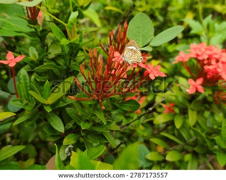 The image features a Monkey Puzzle butterfly (Rathinda amor), a small species found in South Asia.This butterfly is distinguished by its weak flight and unique behavior of wagging its tail filaments and sidestepping upon landing.The butterfly is resting on an Ixora plant, which serves as a larval host for this species.