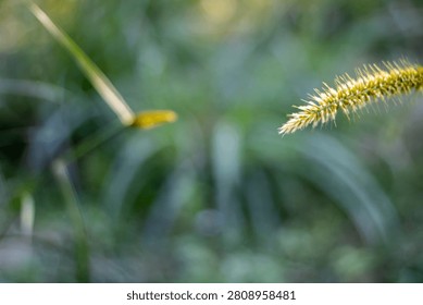 The image features a sharp focus on a single green plant with a long, thin stem and spiky texture, set against a softly blurred background of lush greenery, evoking a sense of serenity and natural bea