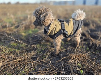 The image features a side profile of a small, curly-haired poodle standing in an open, grassy field. The dog has a unique, greyish-brown or 
