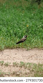 The image features a single bird standing on a patch of dirt or sand at the edge of a grassy area. The bird has a distinctive black and white plumage with a prominent red patch around its eye