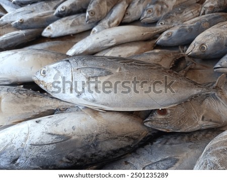 The image features a sleek and streamlined tuna fish, known for its impressive speed and agility in the water. The tuna's body is torpedo-shaped, designed for efficient swimming, with a metallic blue