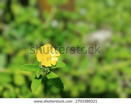 The image features a small, yellow flower, which is identified as Sida rhombifolia, commonly known as arrowleaf sida or sidaguri. 