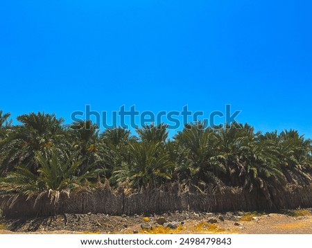 Similar – Palmen am Meer vor der Kulisse der Berge in Ägypten Dahab Süd-Sinai