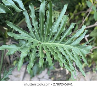 The image features a top-down, close-up view of a large, vibrant green tropical leaf, likely from a Thaumatophyllum bipinnatifidum (selloum) or a similar split-leaf philodendron family. The leaf stands out with its deeply lobed, fan-like structure and distinctly wavy, ruffled edges. It has a glossy texture that catches the light nicely. The background is softly blurred (bokeh effect), showing a lush, green garden environment with hints of soil and other foliage, making the central leaf the main focal point.
