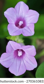 The image features two delicate, light purple flowers with soft, slightly ruffled petals. The flowers are positioned vertically, with one above the other, and both have a darker purple center