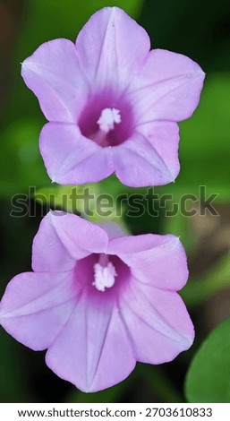 The image features two delicate, light purple flowers with soft, slightly ruffled petals. The flowers are positioned vertically, with one above the other, and both have a darker purple center