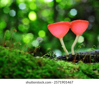 The image features two delicate pink cup fungi, also known as champagne mushrooms, standing gracefully on a moss-covered log in a lush forest, with soft sunlight creating a bokeh effect in the backgro