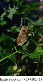 The image features a vertical, close-up shot of a large grasshopper perched vertically on a plant stem. The photograph is taken from a slightly high angle, utilizing natural sunlight to create a strong contrast between the illuminated subject and the shadowed background.